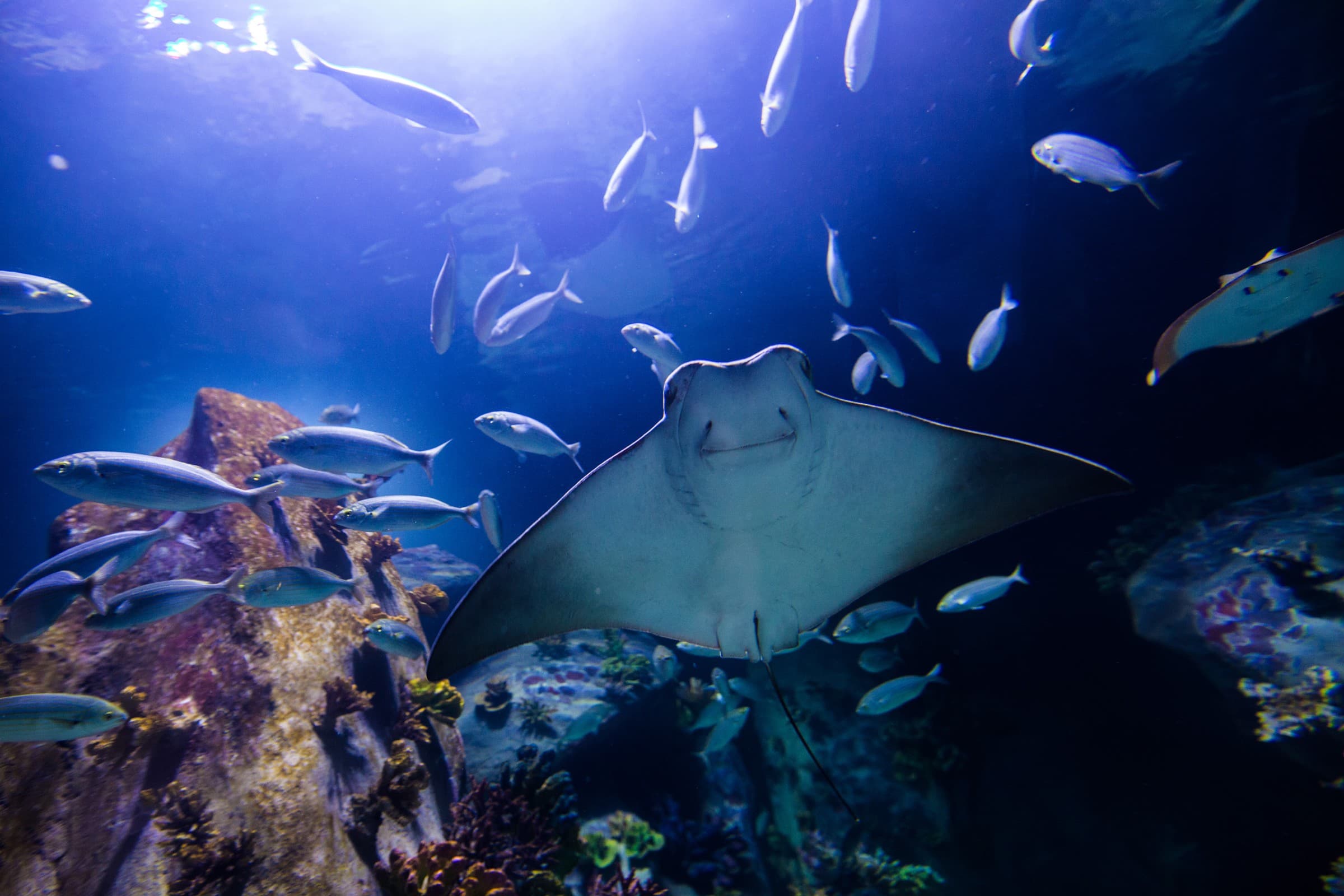 Funtastic Aquarium İzmir