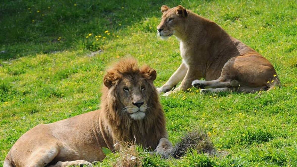 A lion resting under shade trees at the Izmir Wildlife Park.